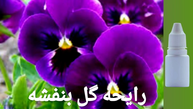 رایحه گل بنفشه تصویر رایحه گل بنفشه