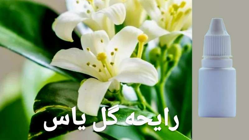 رایحه گل یاس - محصول - تصویر 1 رایحه گل یاس - محصول - تصویر 1