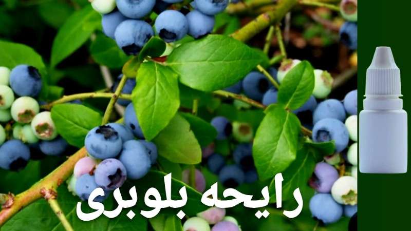 رایحه بلوبری - محصول - تصویر 1 رایحه بلوبری - محصول - تصویر 1